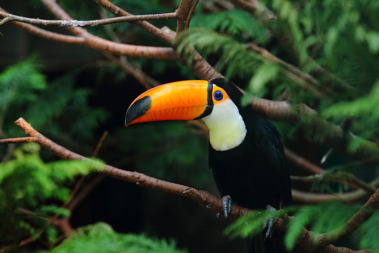 bird